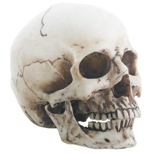 Small Human Resin Skull Fashion