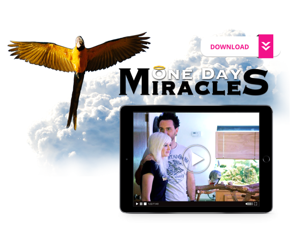 One Day Miracles Hot on Sale