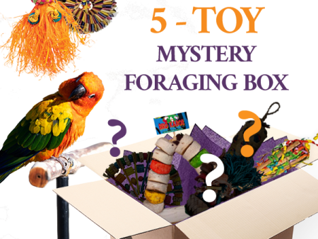 Foraging Toy Box (Bundle of 5) Supply