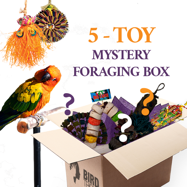 Foraging Toy Box (Bundle of 5) Supply