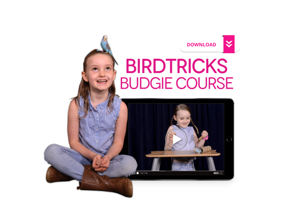 The Budgie Course Online now