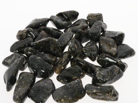 Turritella Agate Healing Stone: grounding and widsom on Sale