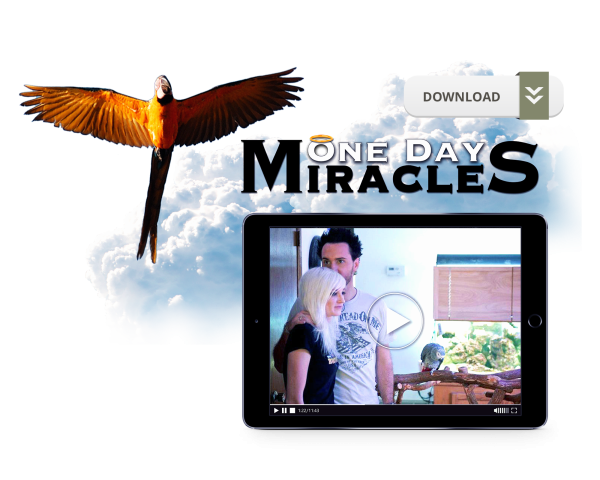 One Day Miracles Hot on Sale