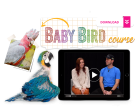 The Baby Bird Course Online Sale