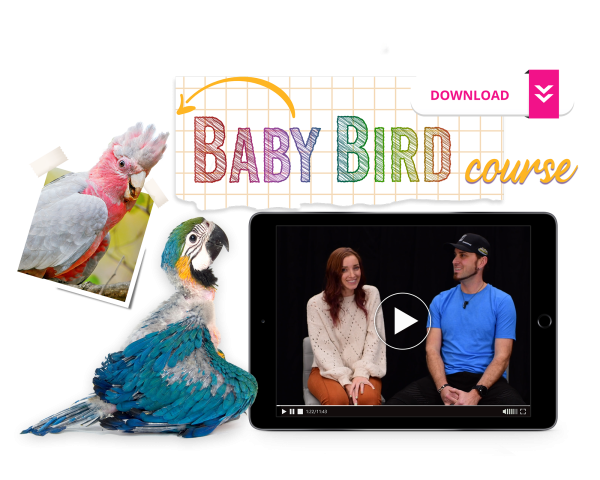 The Baby Bird Course Online Sale